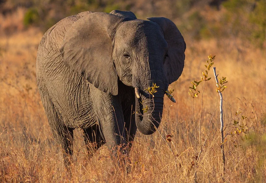African Bush Elephant