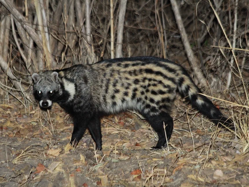 African Civet