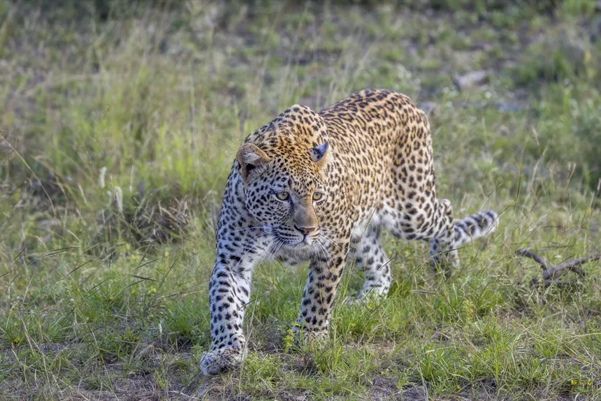 African Leopard