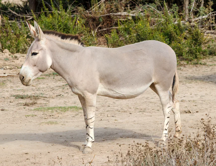 African Wild Ass