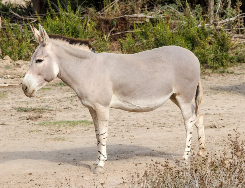 African Wild Ass