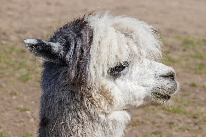 Alpaca