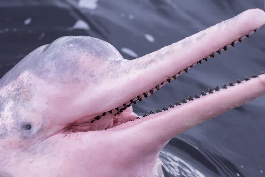 Amazon River Dolphin