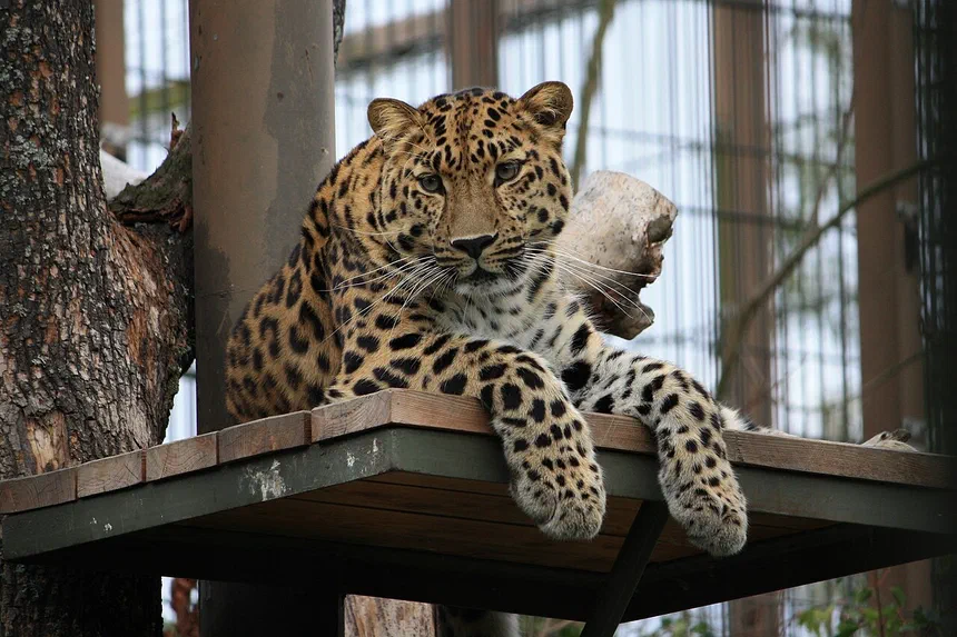 Amur Leopard