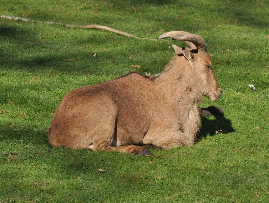 Aoudad