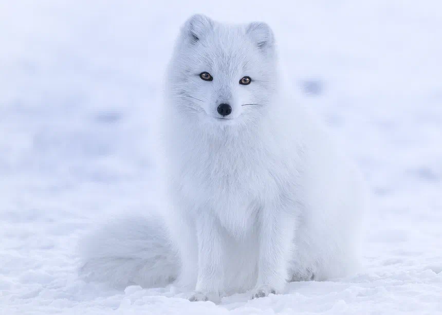 Arctic Fox