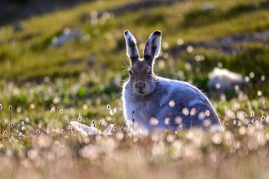 Arctic Hare