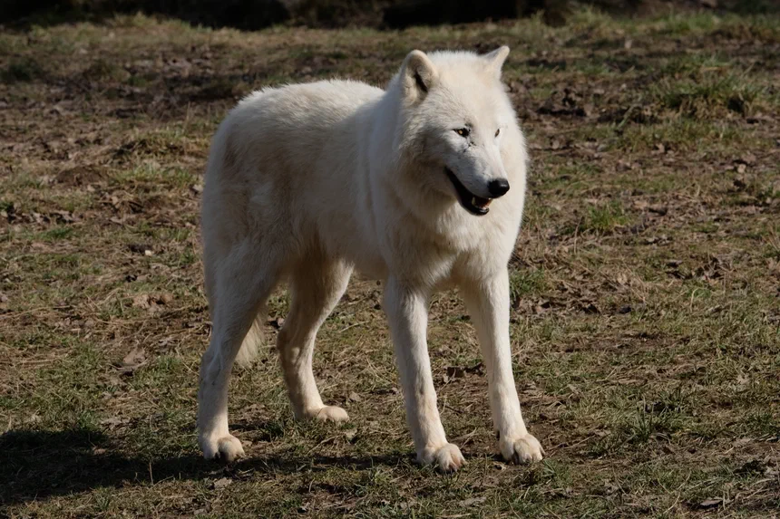 Arctic Wolf