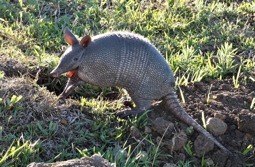 Nine-Banded Armadillo