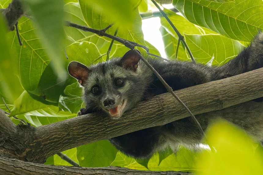 Asian Palm Civet