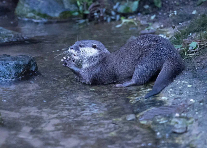 Asian Small-Clawed Otter