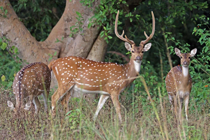 Axis Deer