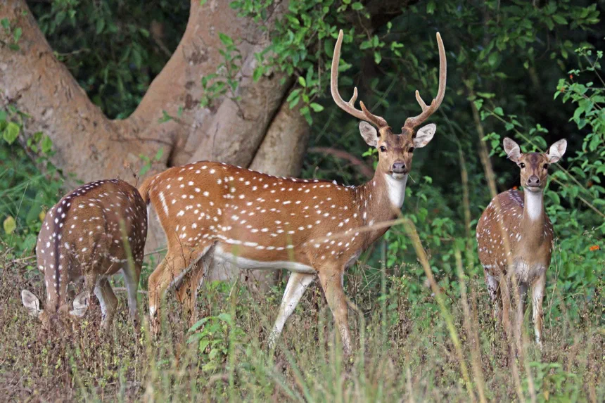 Axis Deer