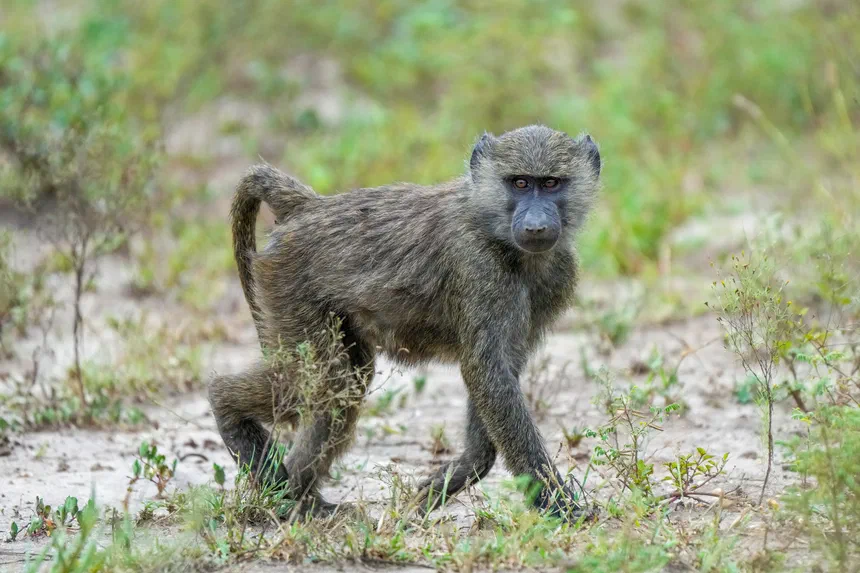 Baboon
