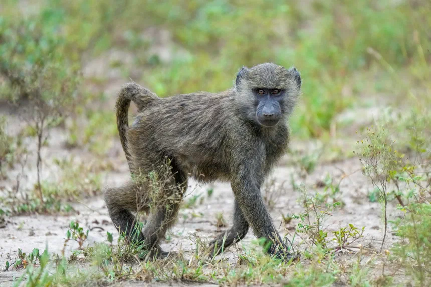 Baboon