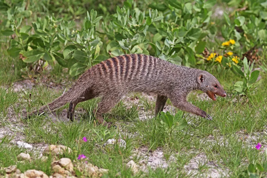 Banded Mongoose