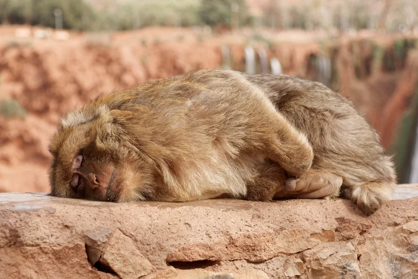 Barbary Macaque