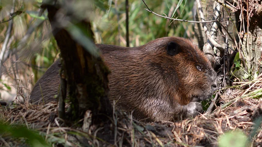 North American Beaver