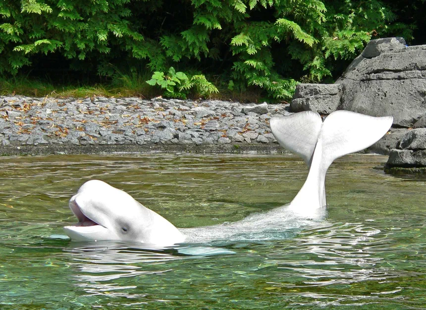 Beluga Whale