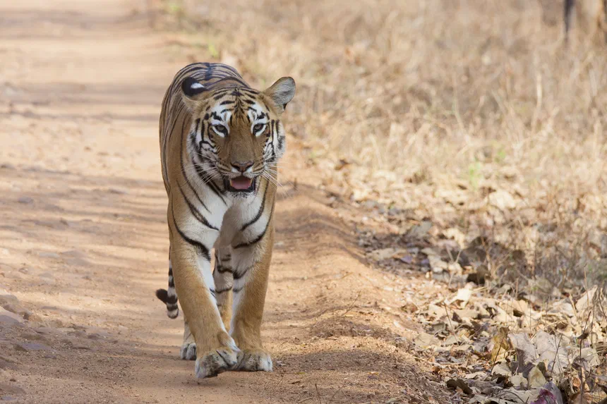 Bengal Tiger