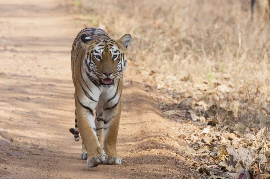Bengal Tiger