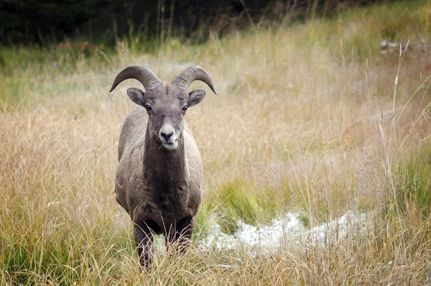 Bighorn Sheep