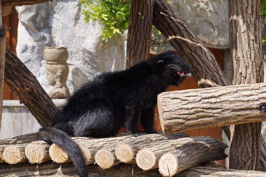 Binturong