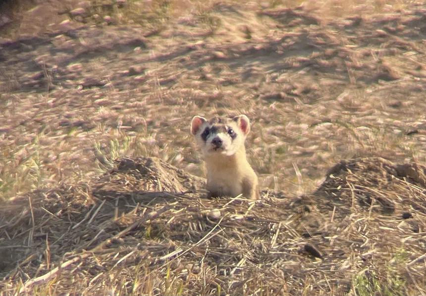 Black-Footed Ferret