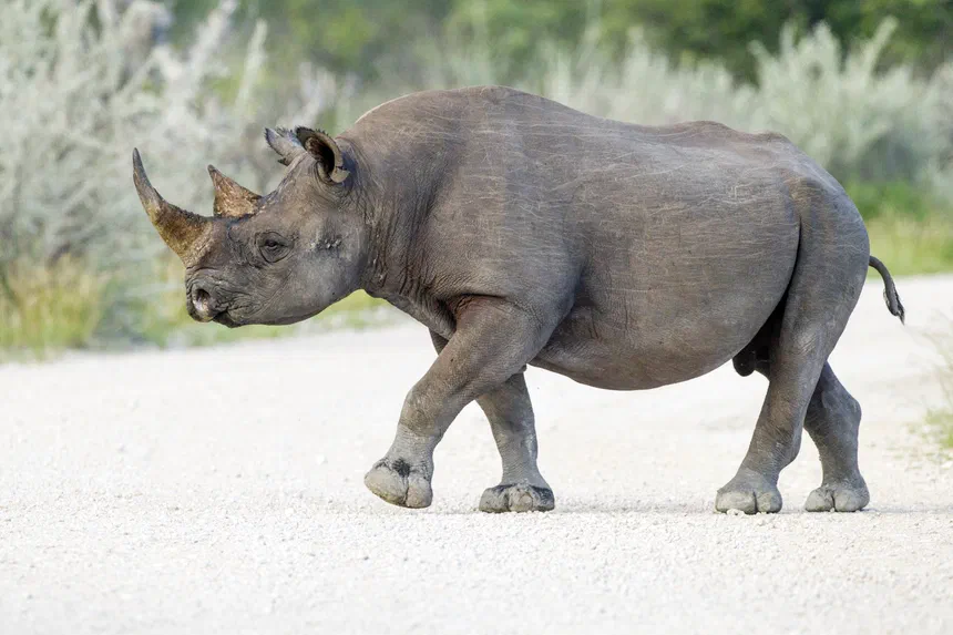 Black Rhinoceros