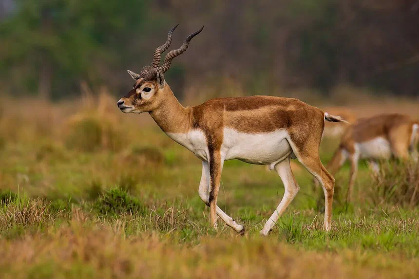 Blackbuck
