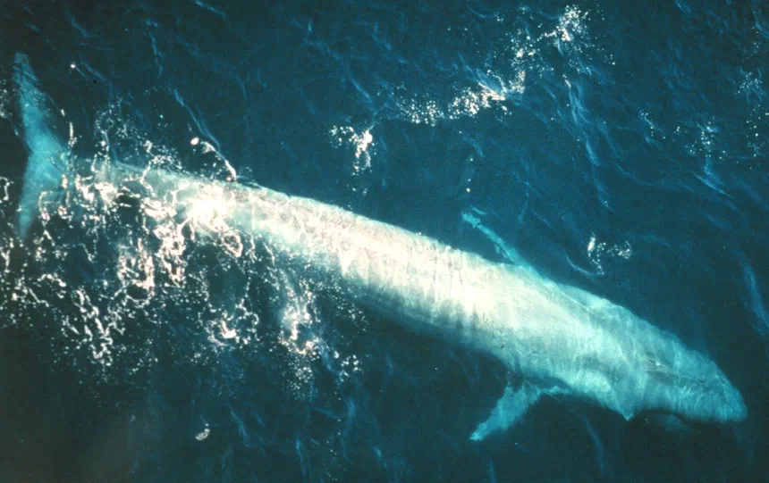 Blue Whale