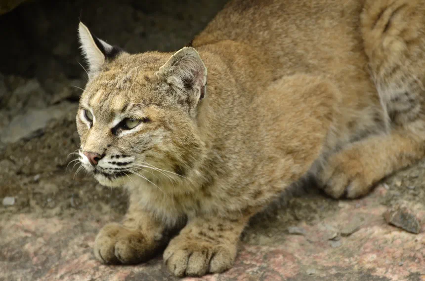 Bobcat