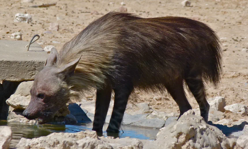 Brown Hyena