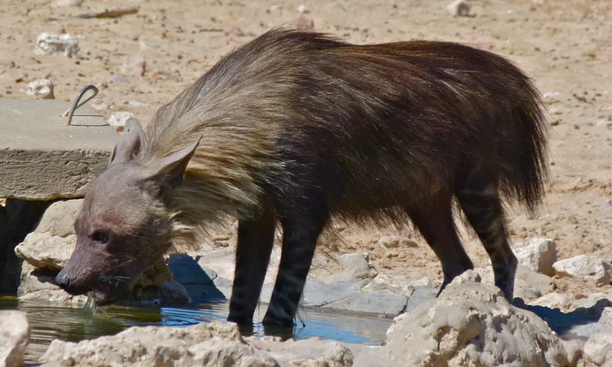 Brown Hyena