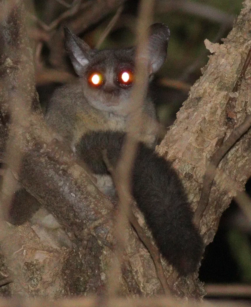 Senegal Bushbaby