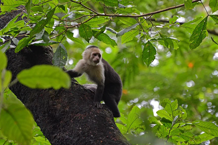 Capuchin Monkey