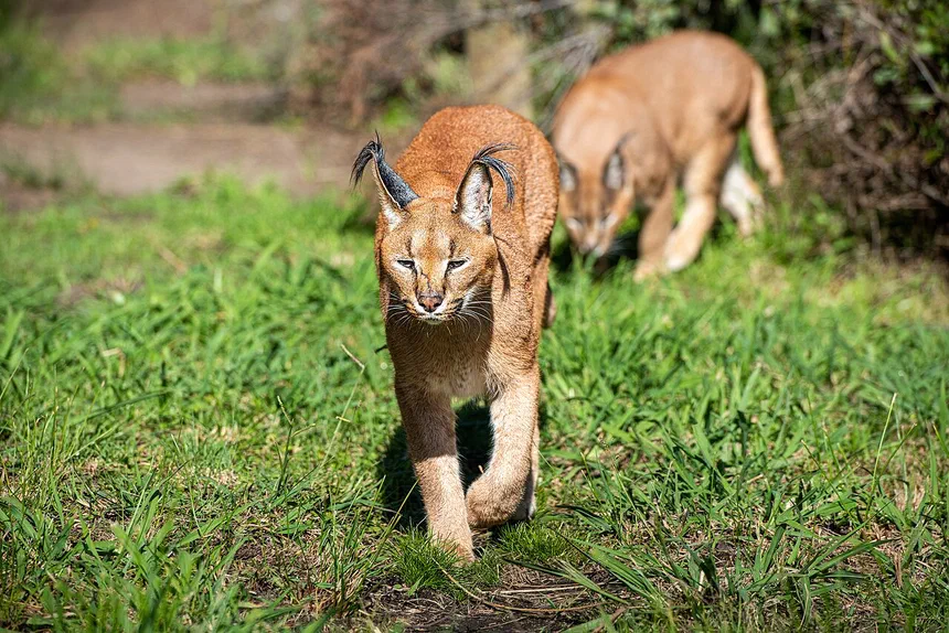 Caracal