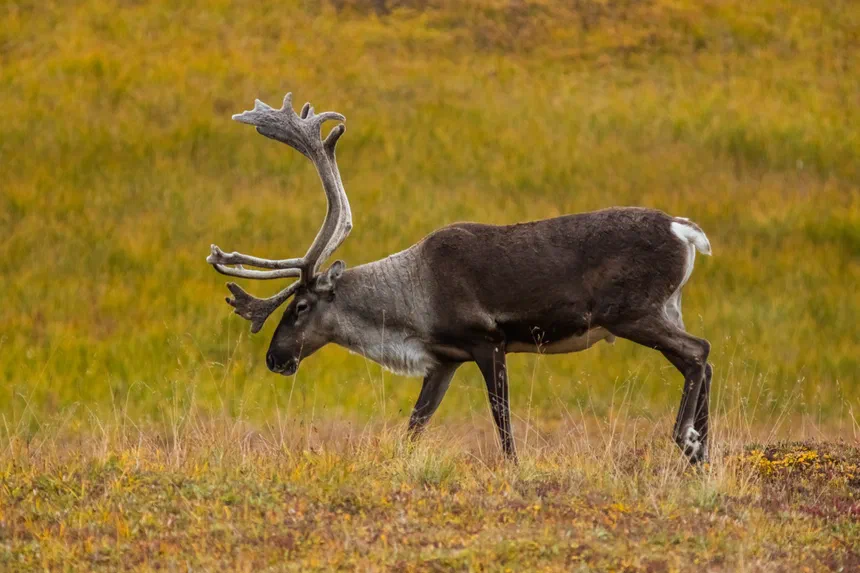 Caribou
