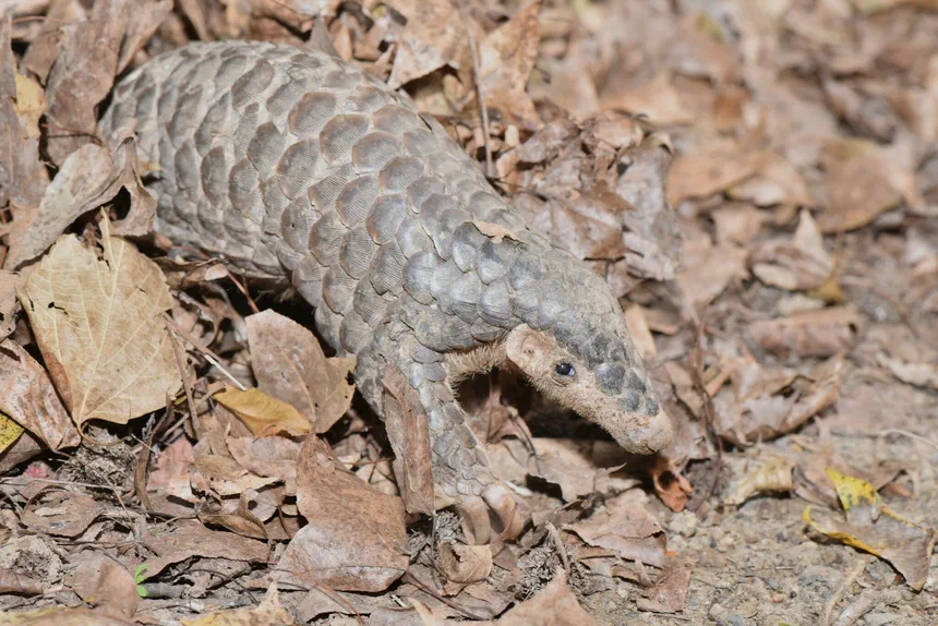Chinese Pangolin