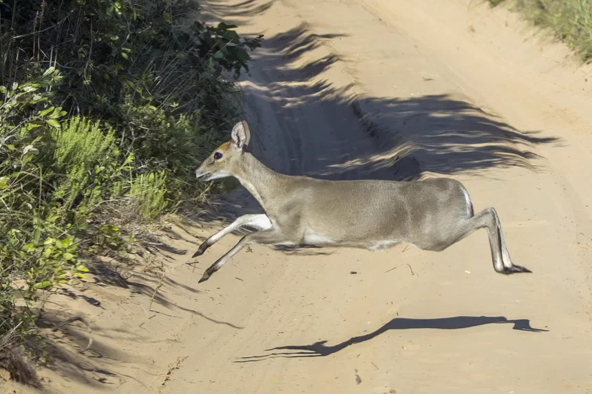 Common Duiker