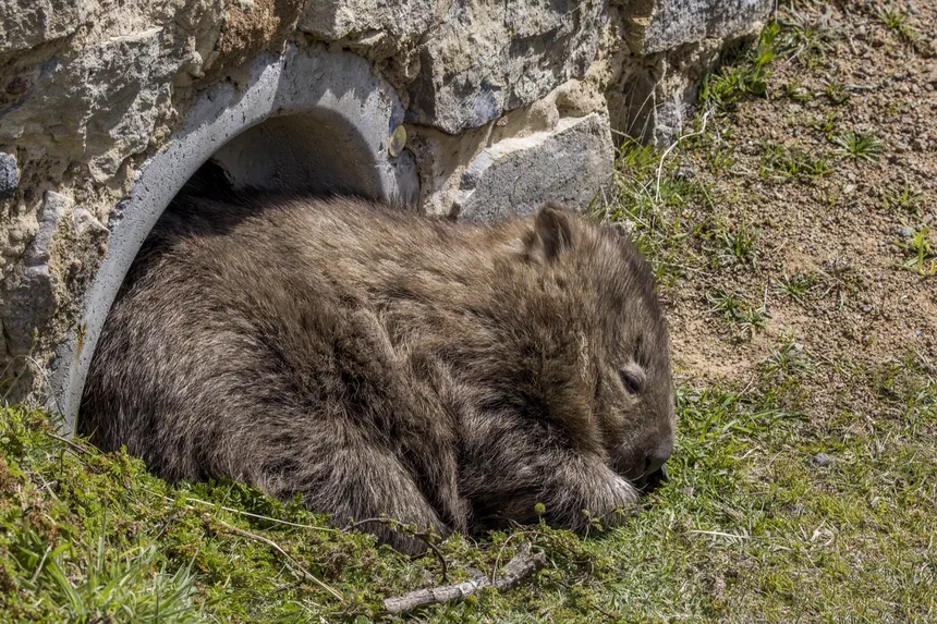 Common Wombat