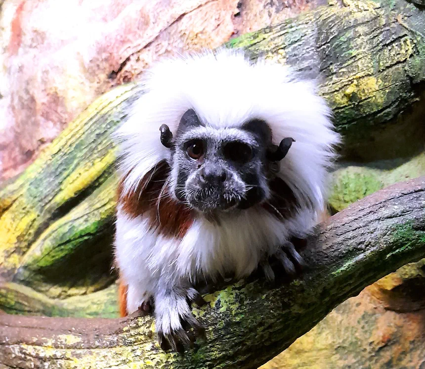 Cotton-Top Tamarin