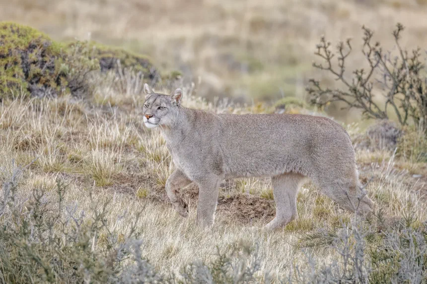 Cougar
