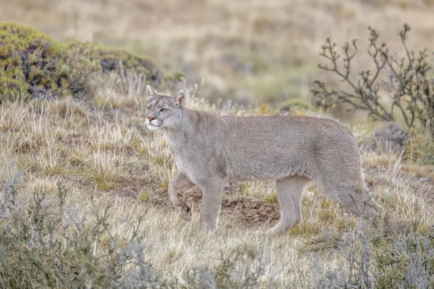 Cougar