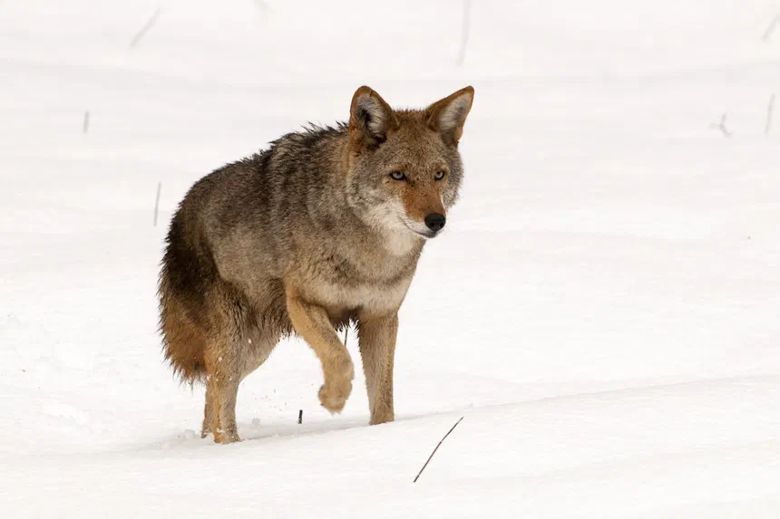 Coyote