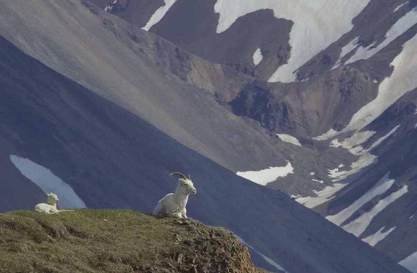 Dall Sheep