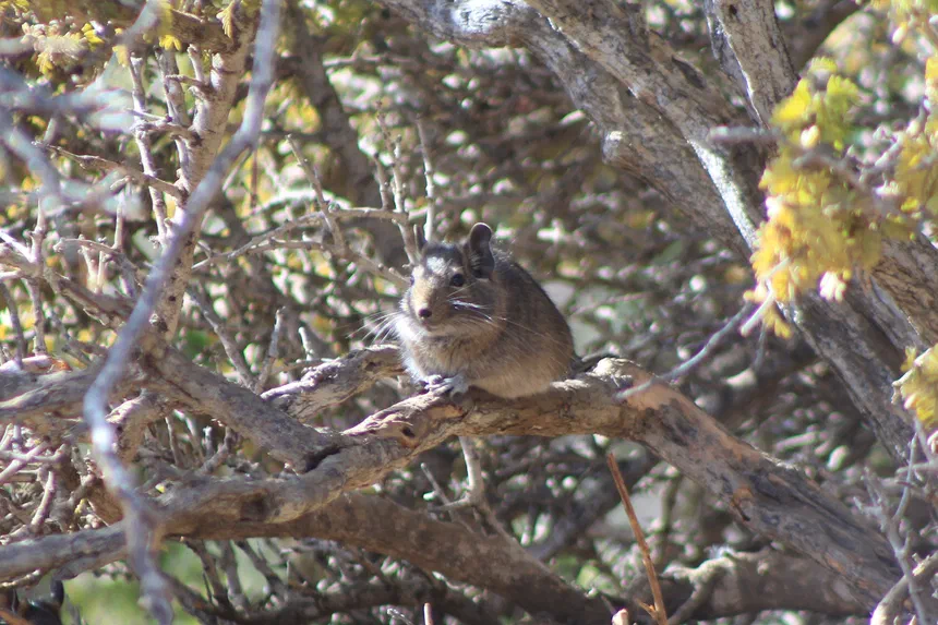Degu