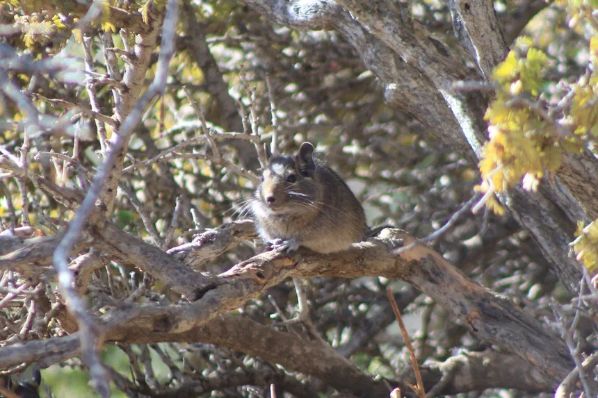 Degu