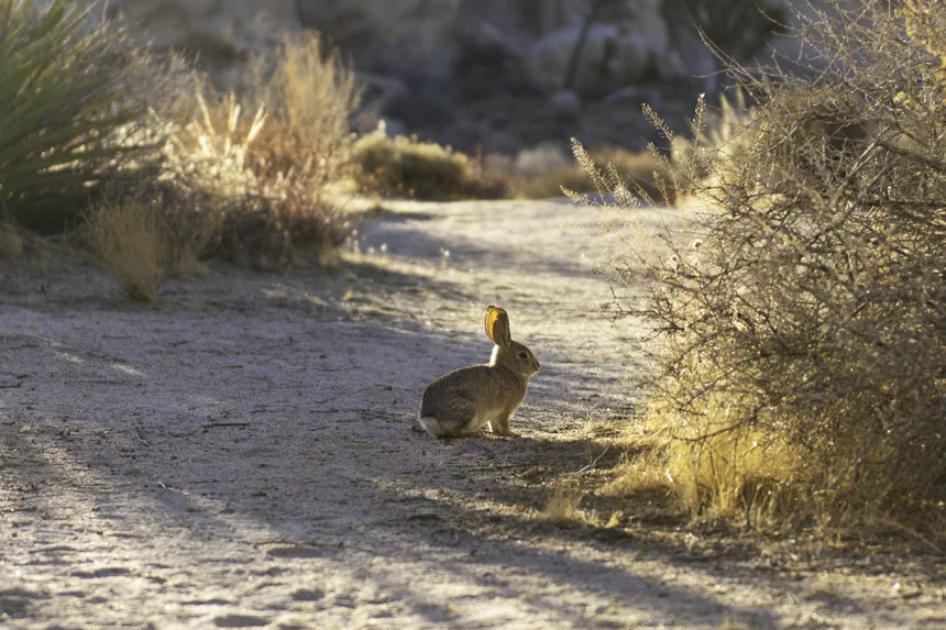 Desert Cottontail