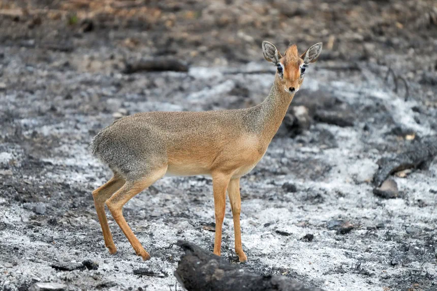 Kirk's Dik-dik